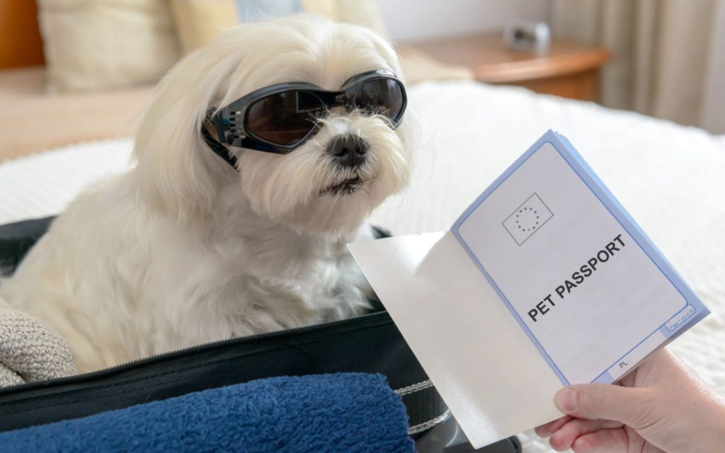 Pet travel to Dubai document