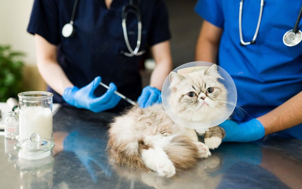 A cat being vaccinated before travelling