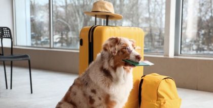 Pet relocation in Dubai