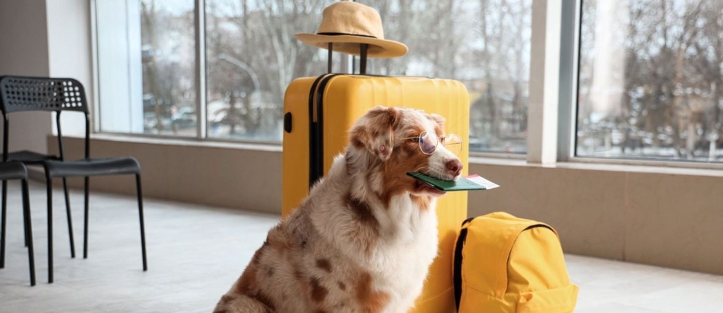 Pet relocation in Dubai
