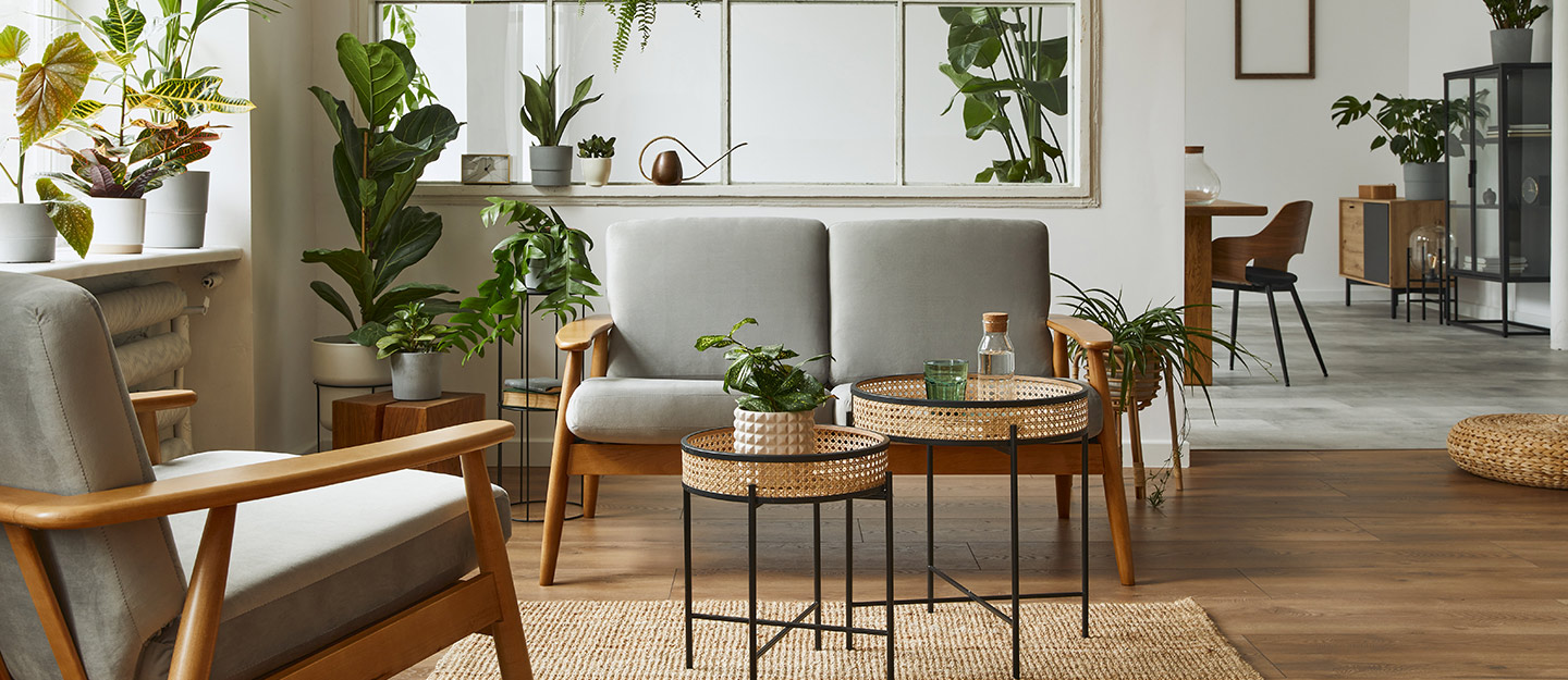 Indoor Plants in living space