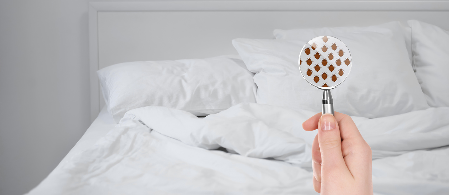 how to get rid of bed bugs