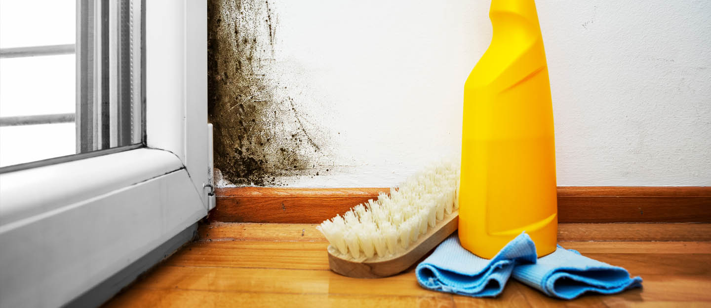 how to get rid of mould in house