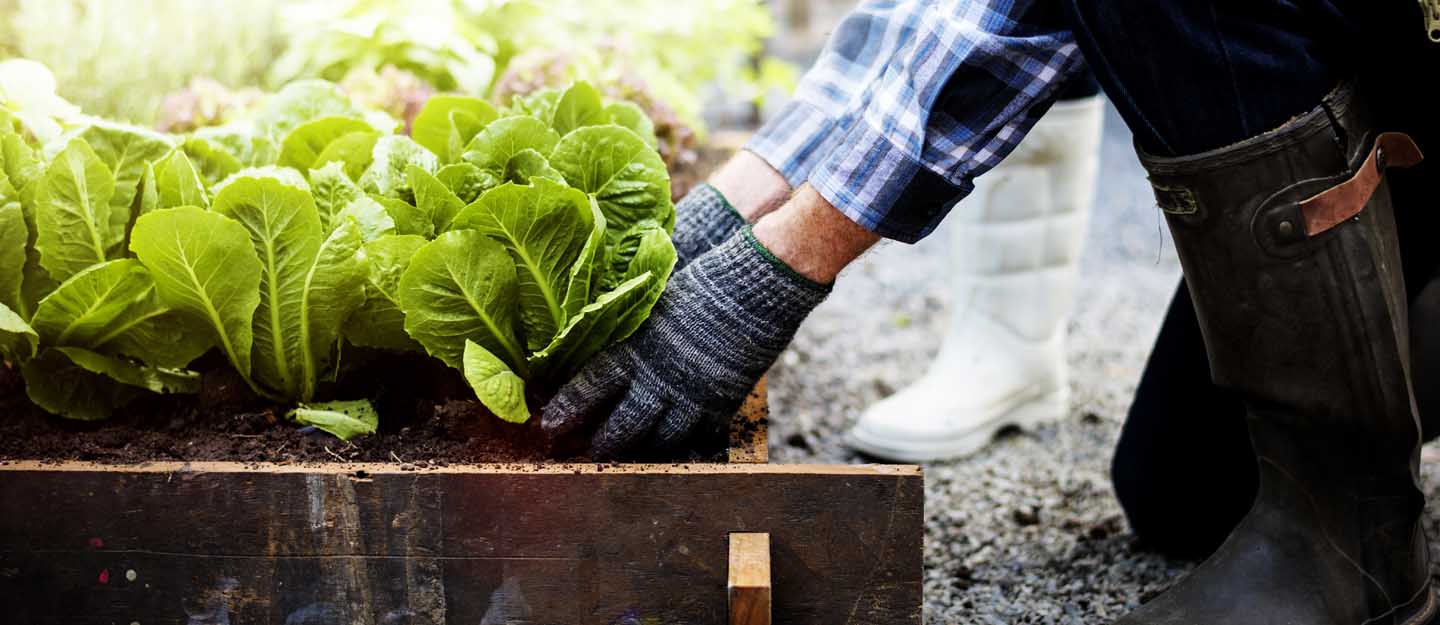 vegetable garden in Dubai