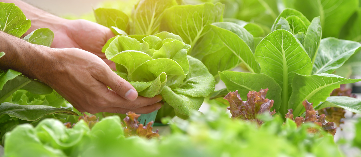 all about the hydroponic garden in Dubai
