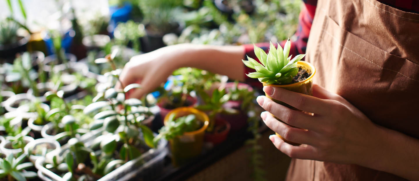 list of shops to buy plants in Abu Dhabi