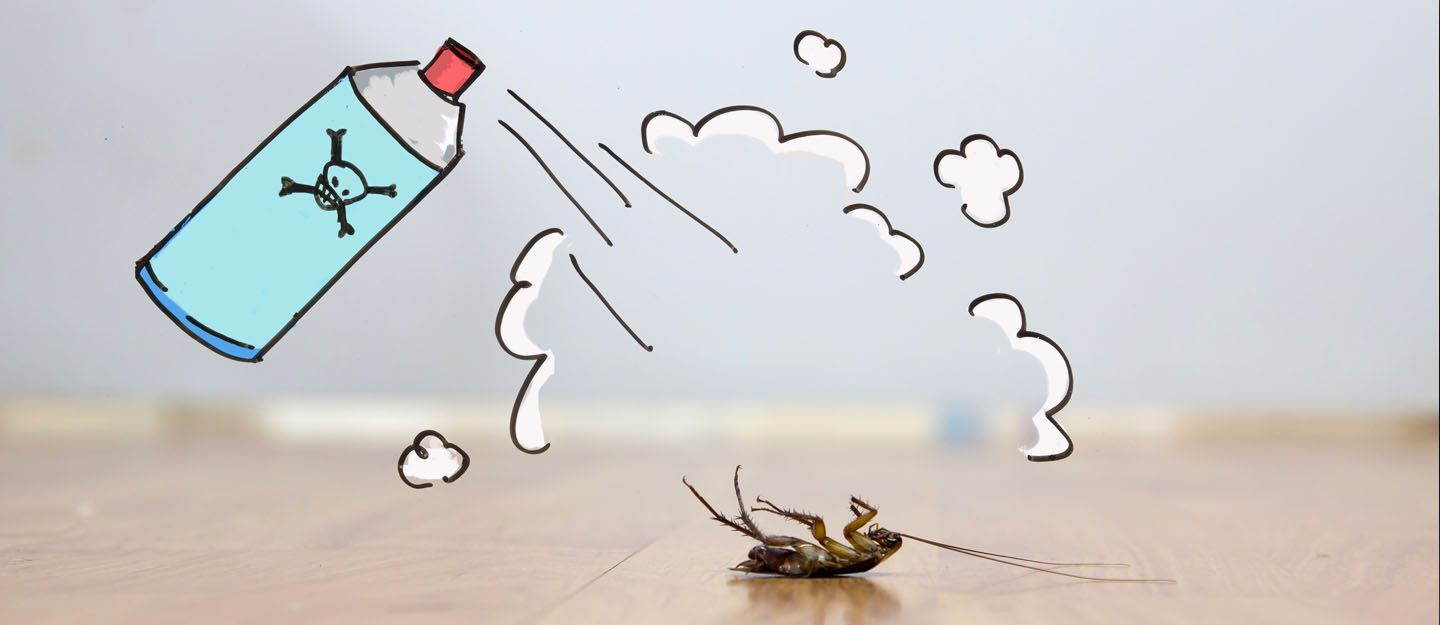 Ways to get rid of household insects