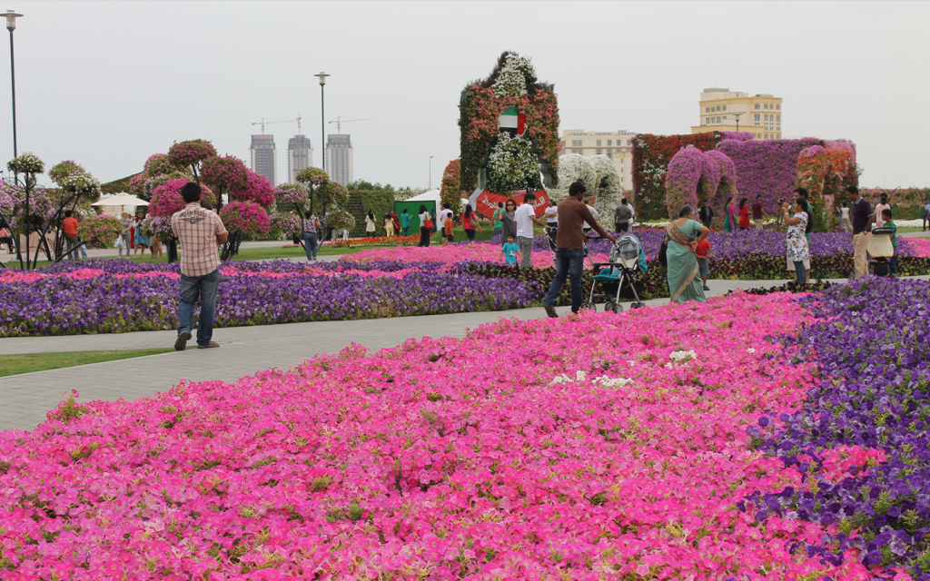 different coloured flowers in Dubai Miracle Garden