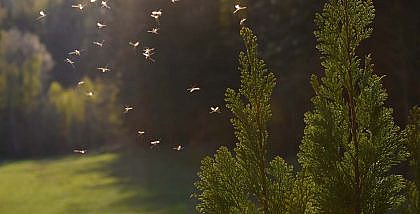 ناموس في الحديقة