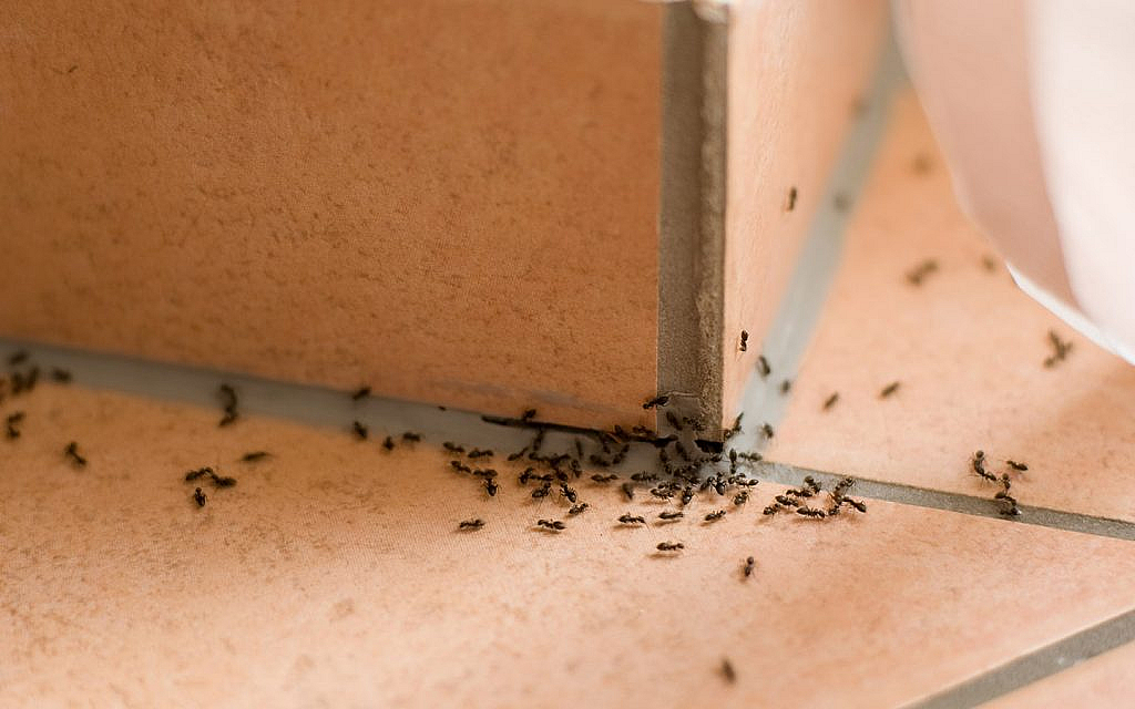 Regularly check the seals and structure of your home for any damage and fix it right away