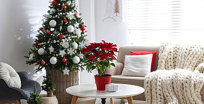 different Christmas plants décor ideas for home