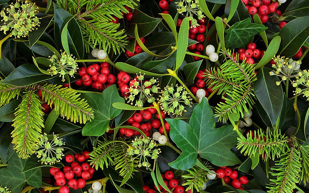Ivy is among outdoor Christmas plants for home décor