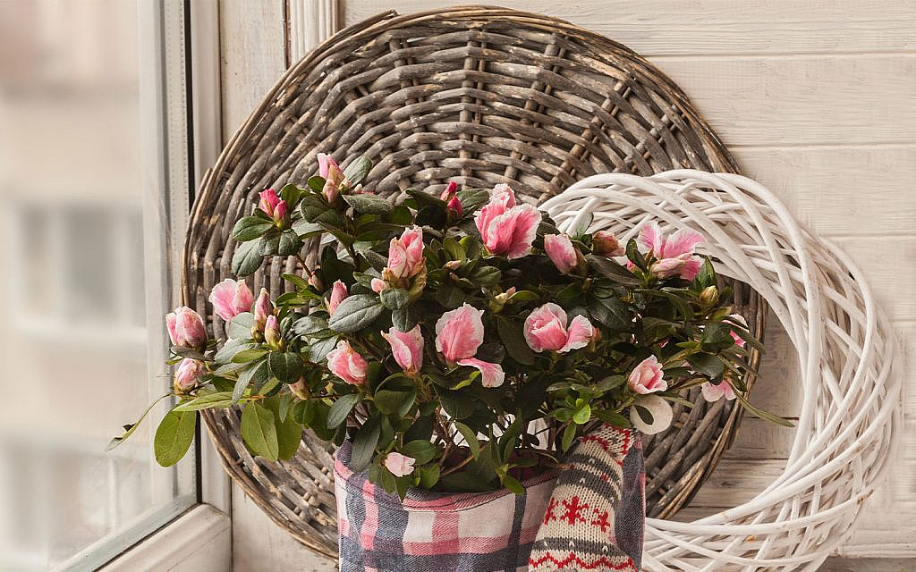 Azalea is among Christmas Plants To Decorate Your Winter Season