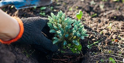list of landscaping tips for winter