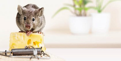 فأر على مصيدة فئران