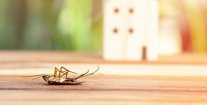 صرصور منقلب على ظهره