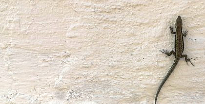 برص على حائط