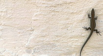 برص على حائط