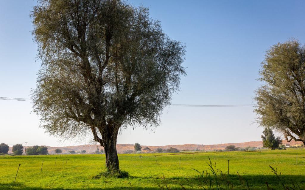 Ghaf tree in the centre of a green field 