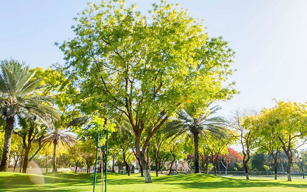 Pros of Living in The Lakes Dubai such as greenery
