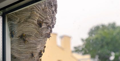 عش دبابير ملتصق بالقرب من نافذة