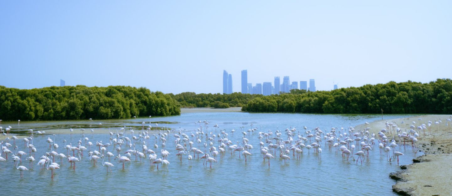 العديد من طائر البجعة