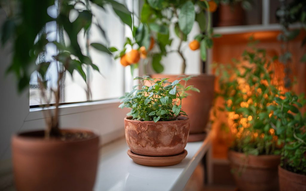 نباتات منزلية عطرية