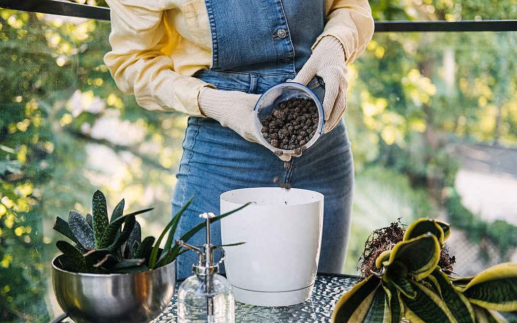 Woman on a balcony adding soil to a potted snake plant, with other plants nearby.
