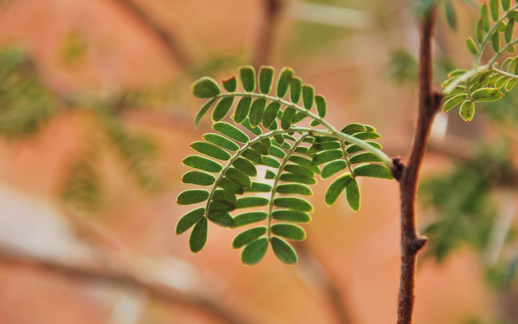 شجرة الغاف