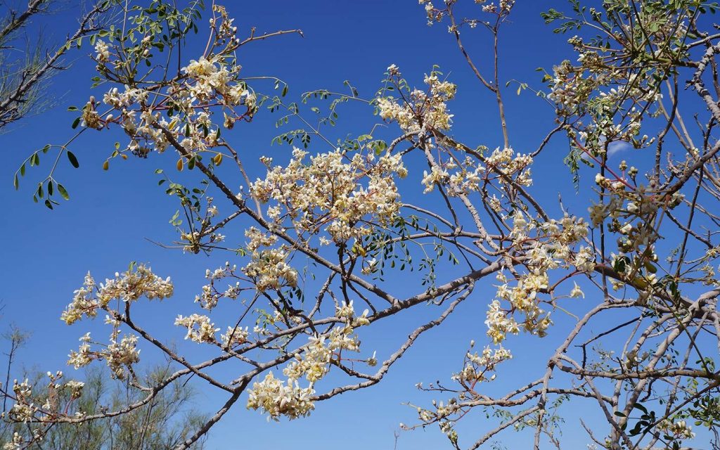 شجرة مثمرة