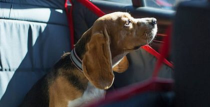 cost of bringing pet to Dubai