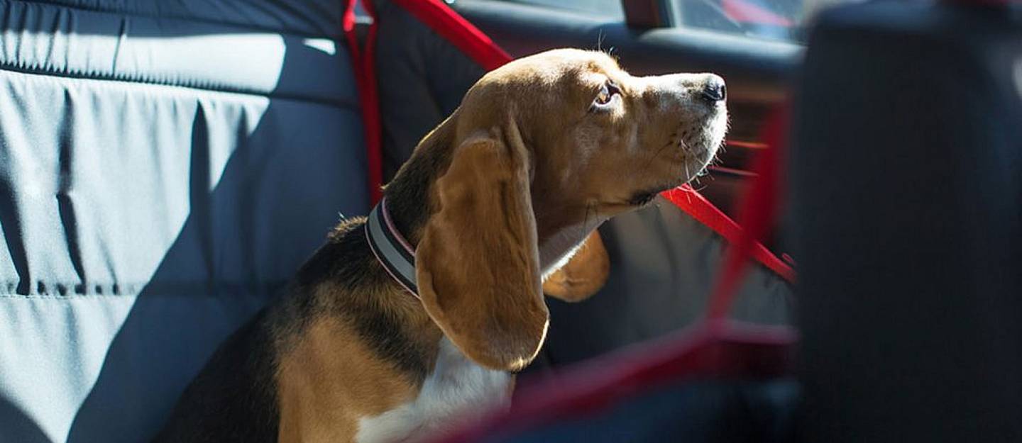 cost of bringing pet to Dubai
