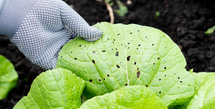 protect the home garden from pests