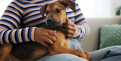 Pet Etiquette for Apartment Living
