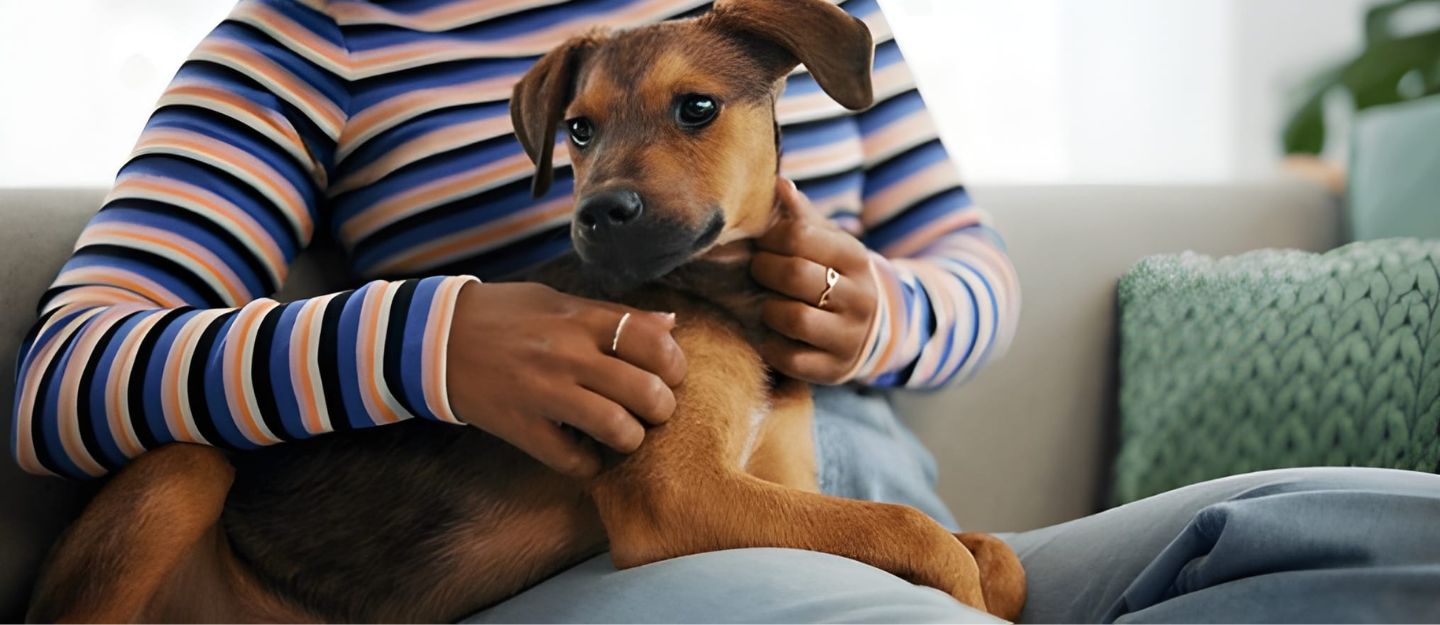 Pet Etiquette for Apartment Living