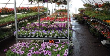 Where to Buy Plants in Ras Al Khaimah