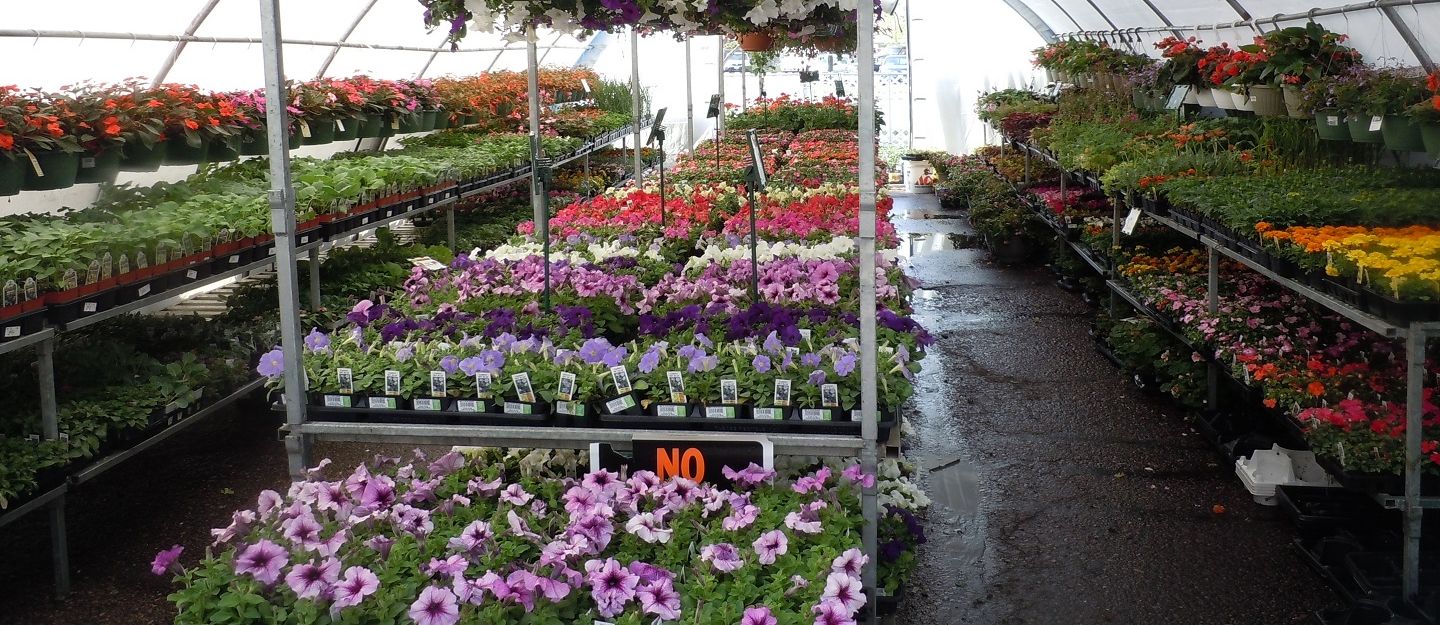 Where to Buy Plants in Ras Al Khaimah