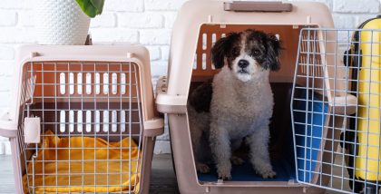 pet relocation to Abu Dhabi