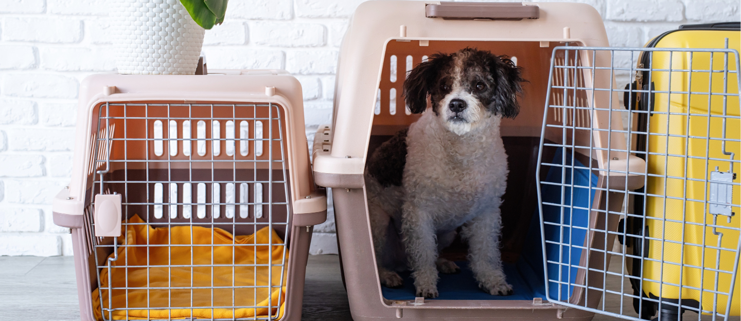 pet relocation to Abu Dhabi