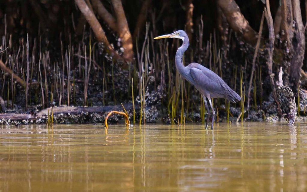 A migratory bird in the mangrove park