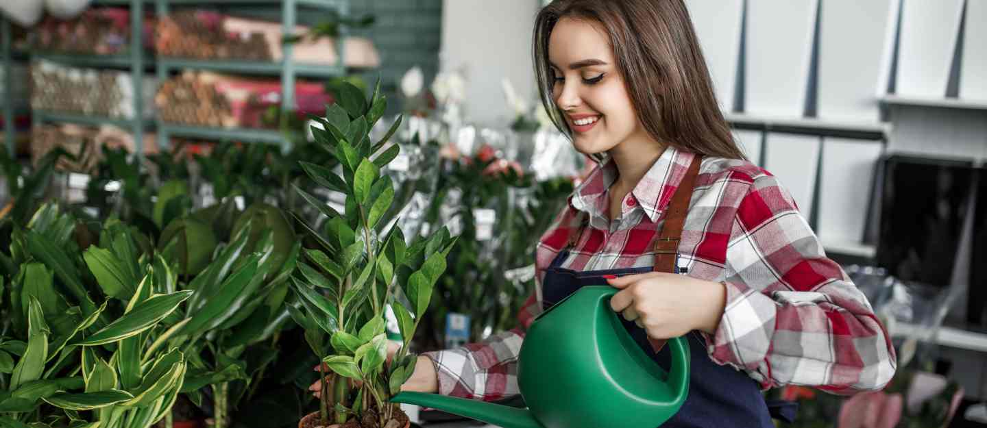 أماكن شراء النباتات في عجمان